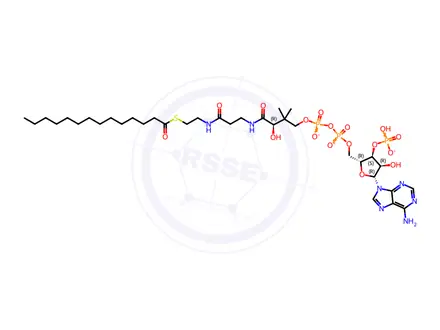 Chemical structure of 14:0 Coenzyme A