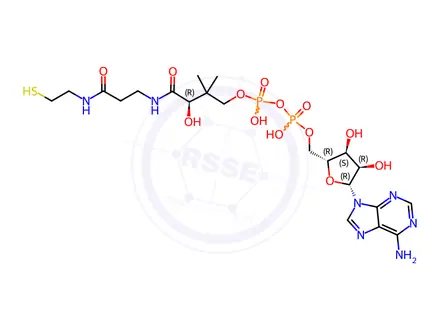Chemical structure of Coenzyme A Impurity 26 (3′-O-dephosphono Coenzyme A)