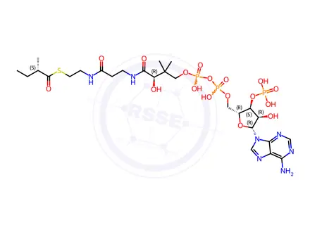 Chemical structure of Coenzyme A, S-[(2S)-2-methylbutanoate]