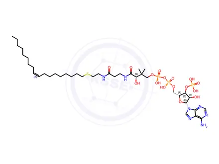 Chemical structure of 18:1 ether Coenzyme A