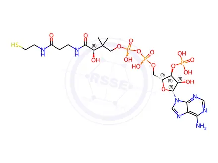Chemical structure of Coenzyme A
