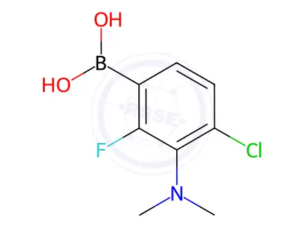Chemical structure of (4-Chloro-3-(dimethylamino)-2-fluorophenyl)boronic acid