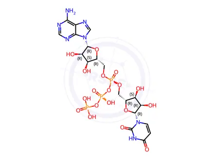 Chemical structure of adenosine 5'-P(1)-triphosphate-P(3)-5'''-uridine
