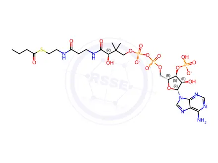 Chemical structure of 04:0 Coenzyme A