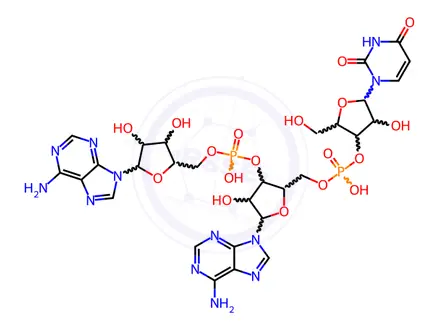 Chemical structure of uridylyl-(3'->5')-adenylyl-(3'->5')-adenosine