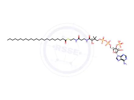 Chemical structure of 23:0 Coenzyme A