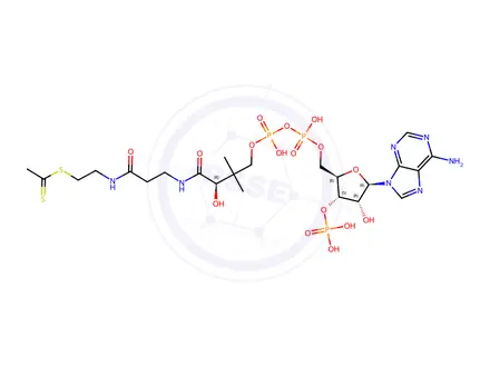 Chemical structure of acetyldithio-coenzyme A
