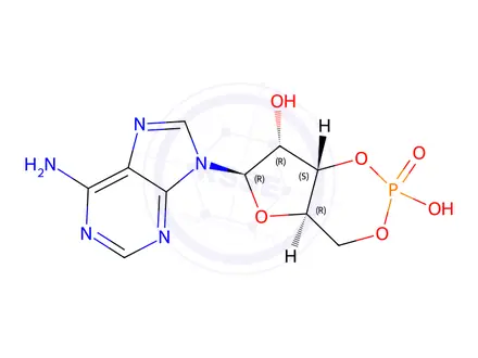 Chemical structure of Adenosine-3′,5′-cyclic monophosphate