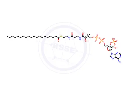 Chemical structure of 20:0 Coenzyme A
