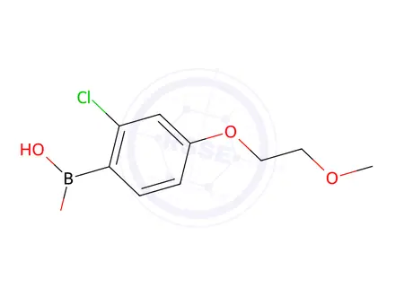 Chemical structure of 2-Chloro-4-(2-methoxyethoxy)phenylboronic acid