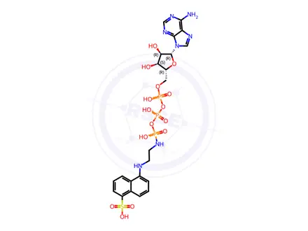 Chemical structure of adenosine-5'-triphosphoro-gamma-1-(5-sulfonic acid)naphthyl ethylamidate