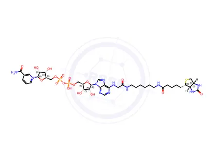 Chemical structure of Biotin-NAD+