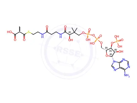 Chemical structure of methylmalonyl-coenzyme A