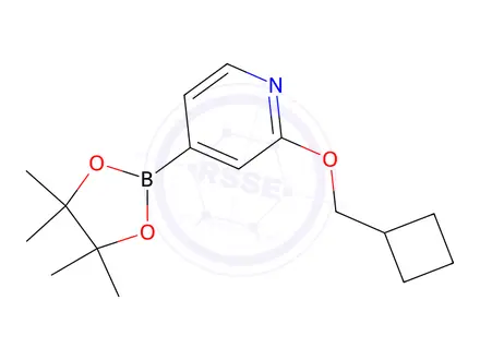 Chemical structure of 2-(Cyclobutylmethoxy)-4-(4,4,5,5-Tetramethyl-1,3,2-Dioxaborolan-2-Yl)Pyridine