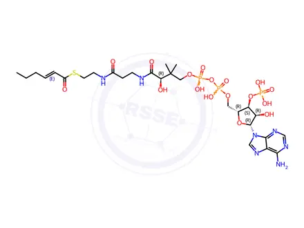 Chemical structure of trans-2-Hexenoic Acid-Coenzyme A
