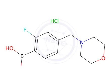 Chemical structure of 2-FLUORO-4-(MORPHOLINOMETHYL)PHENYLBORONIC ACID HCL