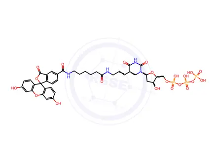 Chemical structure of Fluorescein-dUTP