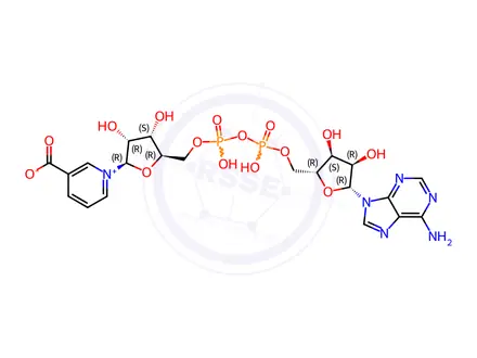 Chemical structure of Nicotinic Acid Adenine Dinucleotide