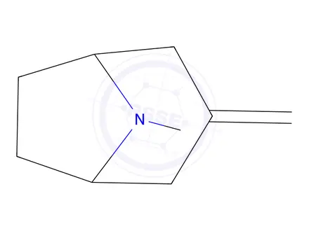 Chemical structure of 8-Methyl-3-methylene-8-azabicyclo[3.2.1]octane