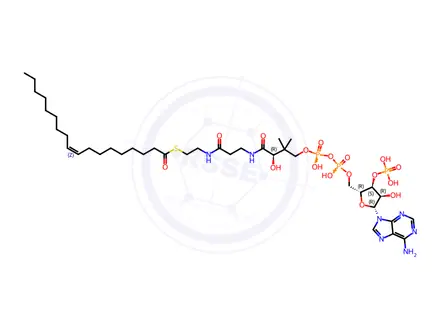 Chemical structure of Oleoyl coenzyme A potassium salt