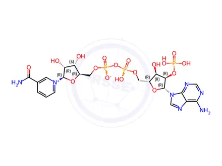 Chemical structure of β-Nicotinamide Adenine Dinucleotide Phosphate