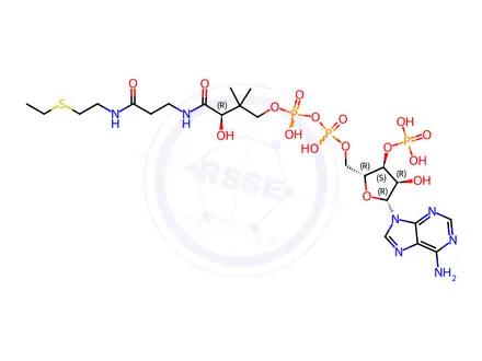 Chemical structure of Coenzyme A Impurity 36 (S-Ethyl CoA)