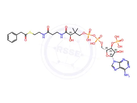 Chemical structure of Phenylacetyl CoA
