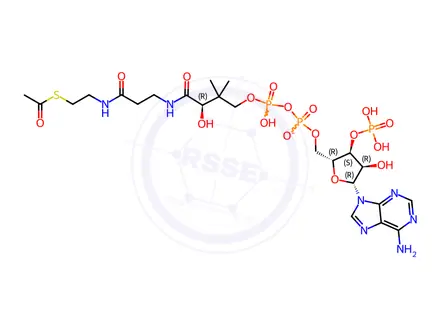 Chemical structure of Acetyl Coenzyme A Lithium Salt