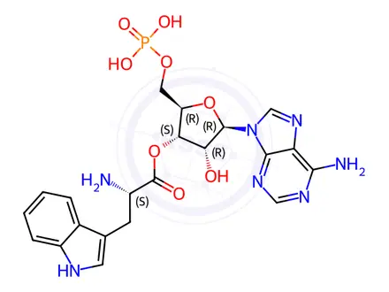 Chemical structure of tryptophyl adenylate